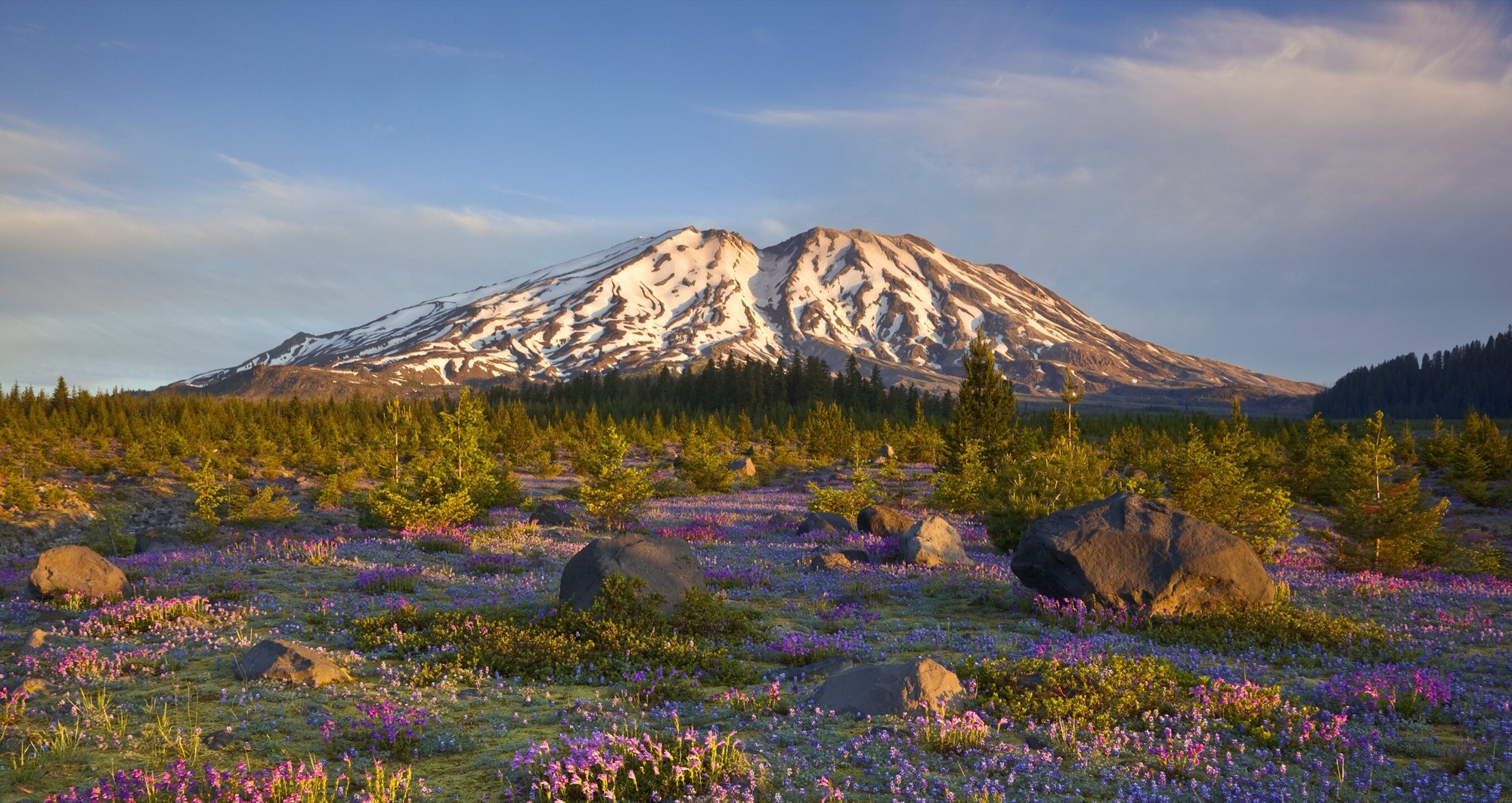 Mount St. Helens above a meadow of lupine in bloom